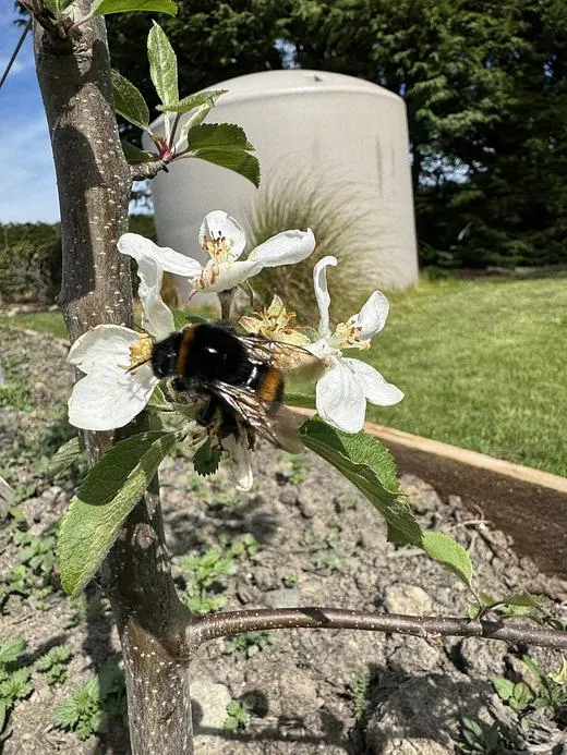 Bumble bees working hard!