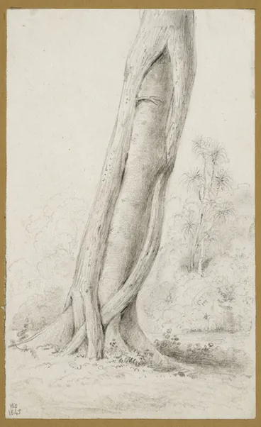 Image: Swainson, William, 1789-1855 :Rata, no. 4. Rata - the same tree as no. 3 but taken on the other side, Allsdorff's Farm [Hutt Valley] 1845.