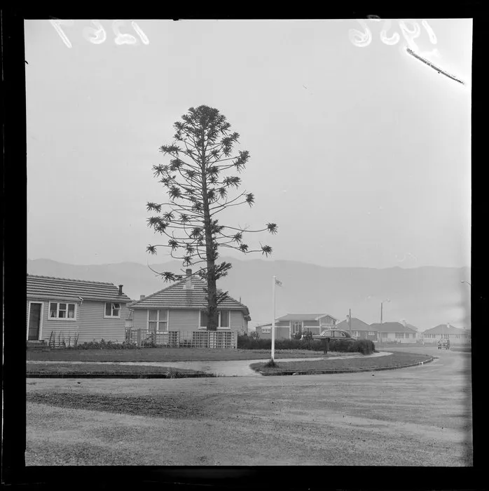 Araucaria (Monkey-puzzle) tree at Naenae