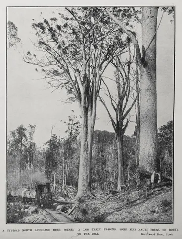 Image: A typical North Auckland bush scene