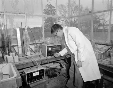 Image: Mr E Chen of Singapore determining the uptake of radioactive phosphorus by small pine trees, 1963 (Blackmore Neg 5180)