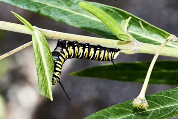 Monarch Image: Monarch