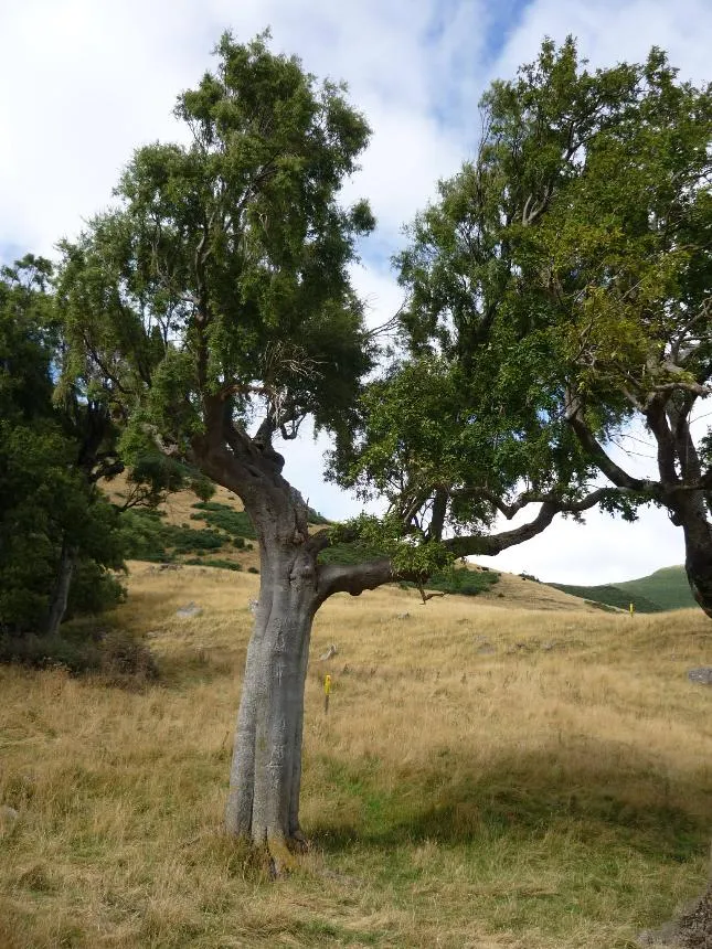 Hoheria angustifolia Raoul - Houhi, Houhi-puruhi, mountain lacebark, narrow-leaved houhere, Puruhi
