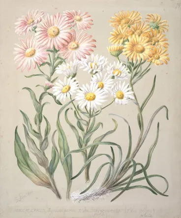 Image: Dolichoglottis lyallii; Dolichoglottis scorzoneroides; (New Zealand snow groundsels)