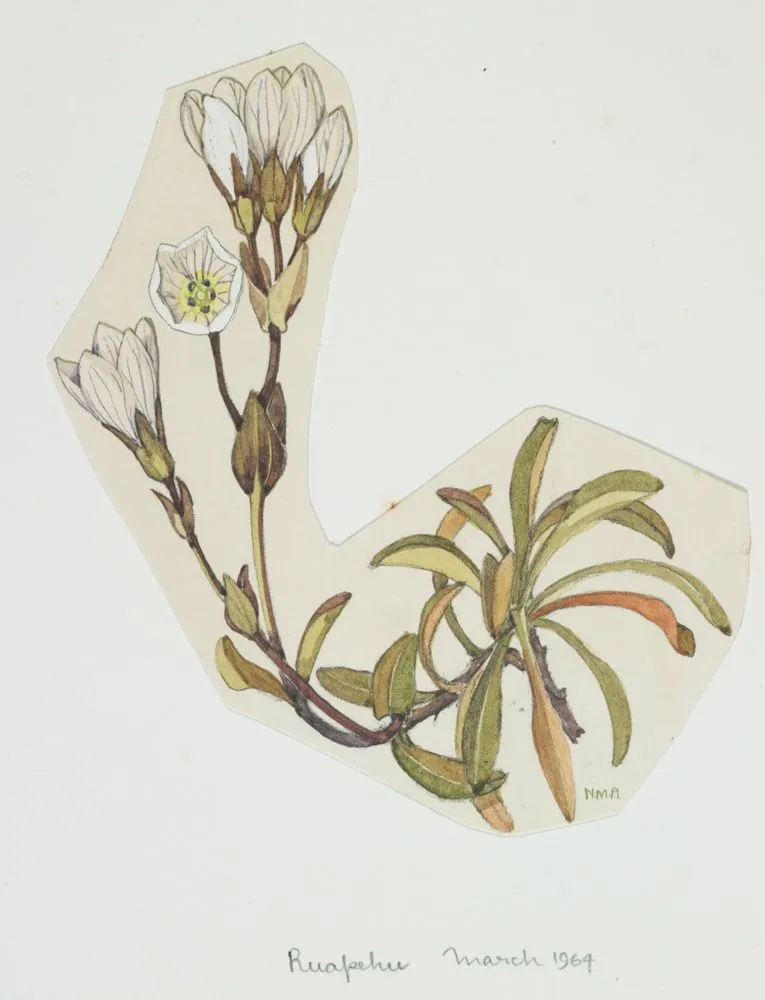 Watercolour illustration of the gentian (Gentiana bellidifolia), Page 13 from “Mountain flowers of New Zealand”