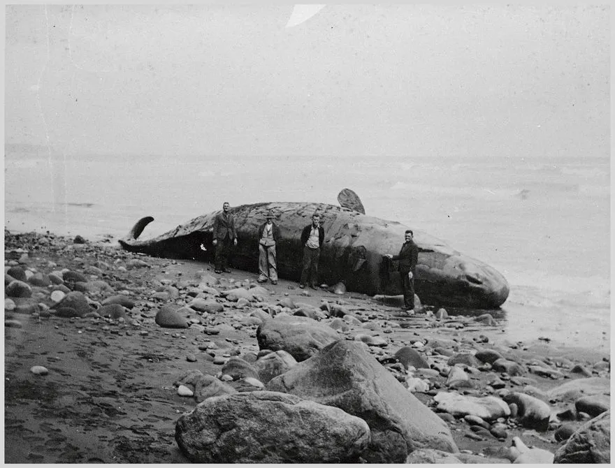 Whale washed up on beach