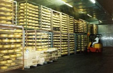 Forklift moving gouda cheese at Greytown Co-operative Dairy Company factory