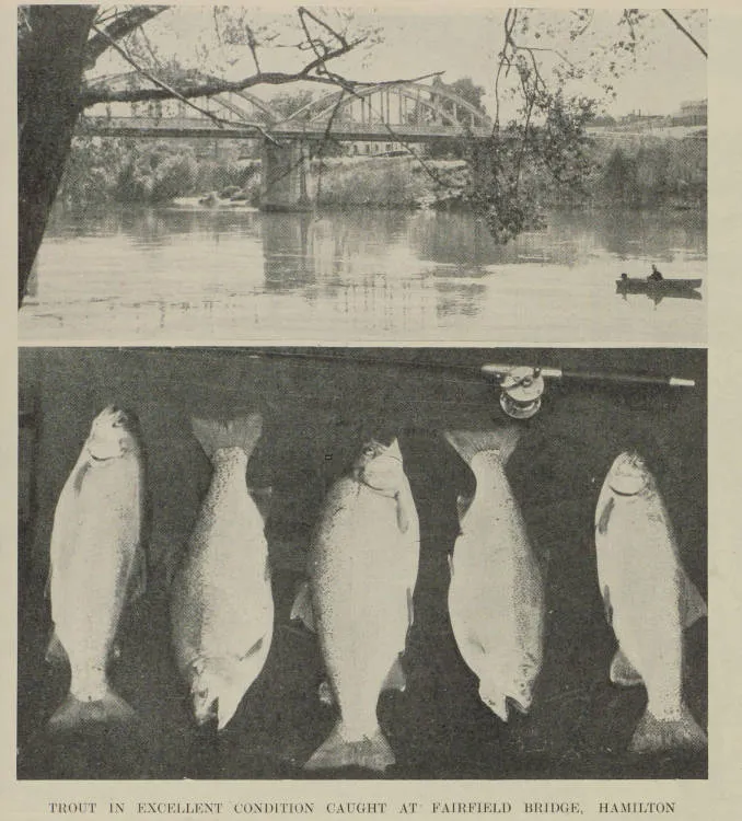 Trout in excellent condition caught at Fairfield Bridge, Hamilton