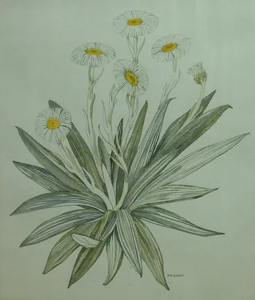 Image: Celmisia Coriacea (Otago Mountains)