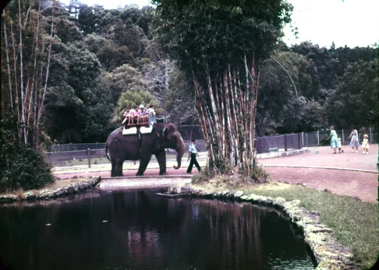 Elephant ride at Auckland Zoo, Western Springs.