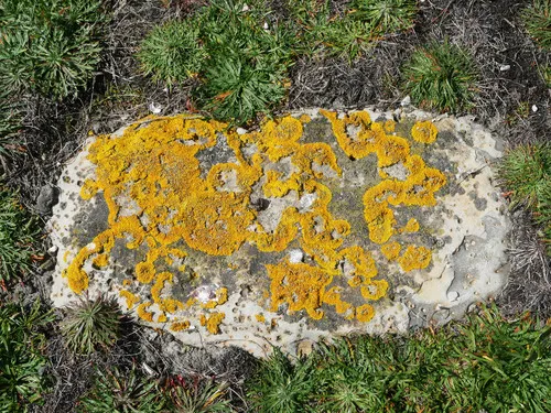 Common Sunburst Lichen