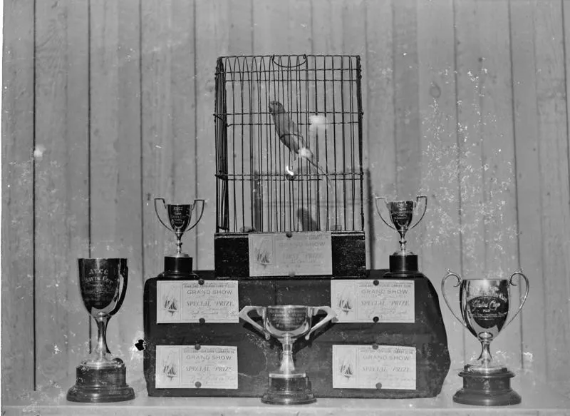 Caged bird competitions
