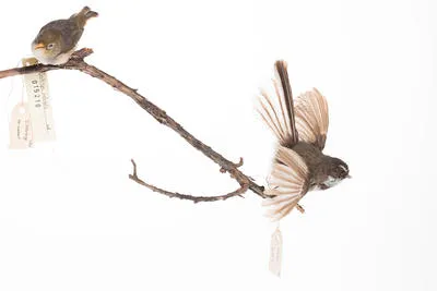 Rhipidura fuliginosa - New Zealand Fantail - Pied Fantail; Piwakawaka