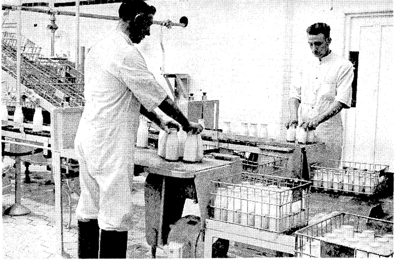 A most up-to-date plant for cleaning, filling, and bottling milk was recently brought into use al the Municipal Milk Depot in Tory Street. After passing through the processes explained in the top picture the filled bottles are crated and ready for delivery, as seen in the other picture. (Evening Post, 18 May 1939)