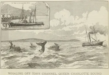 Image: Whaling off Tory Channel, Queen Charlotte Sound