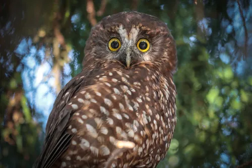 Morepork