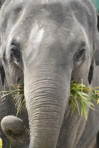 Asian Elephant