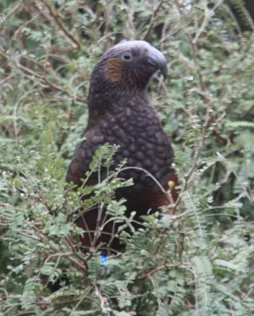 Image: North Island Kākā