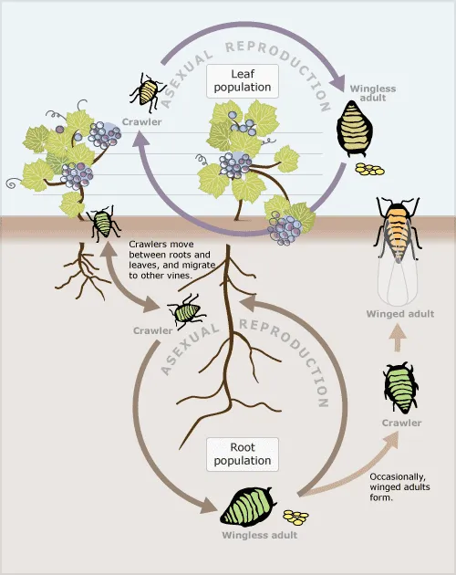 Phylloxera aphid life cycle