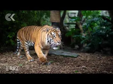 Image: Beautiful Berani: Zookeeper remembers Auckland’s last Sumatran tiger
