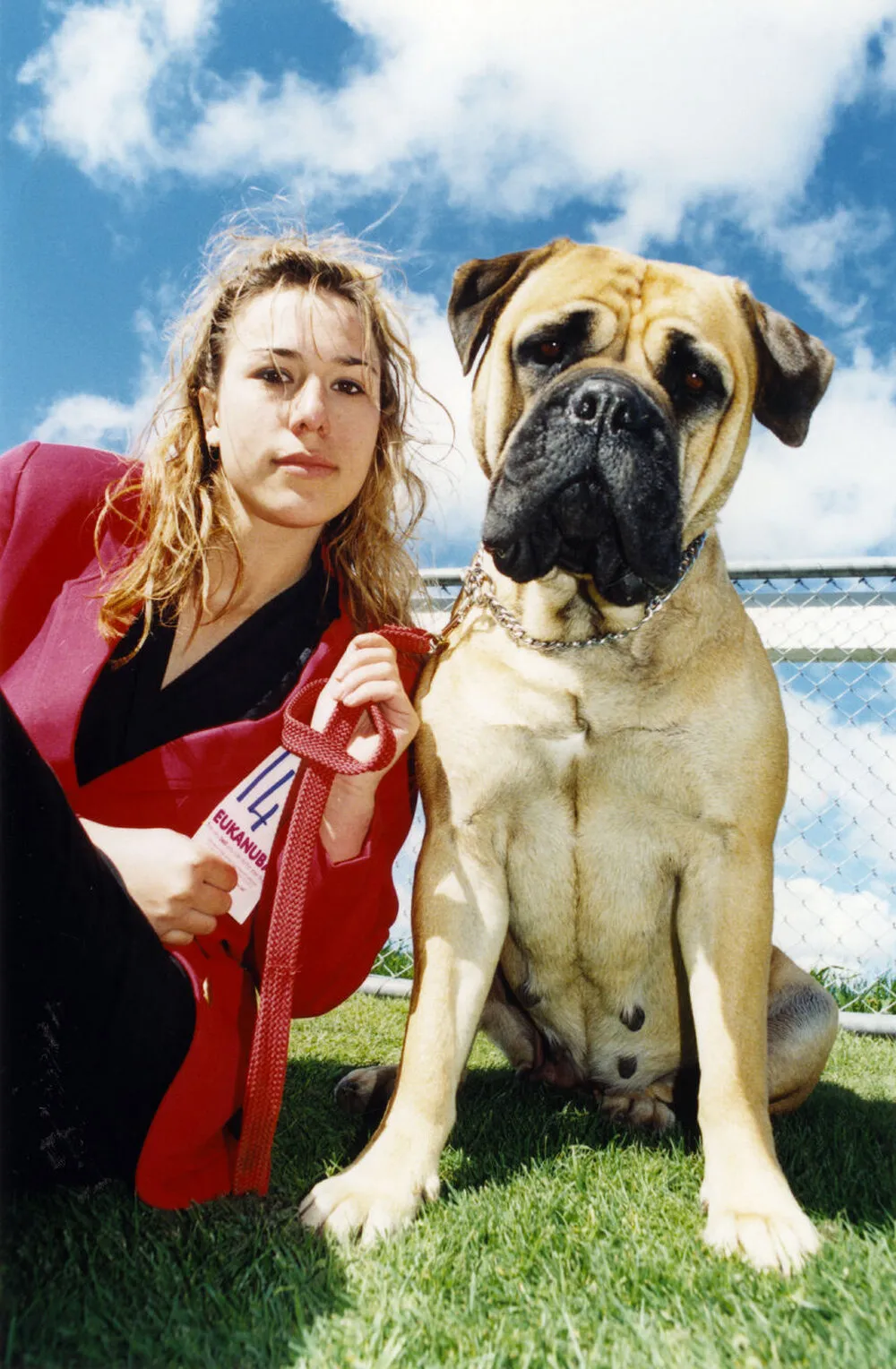 Dominion Bull Mastiff 6th Championship dog show; "best head bitch" with owner Heather McCulloch.