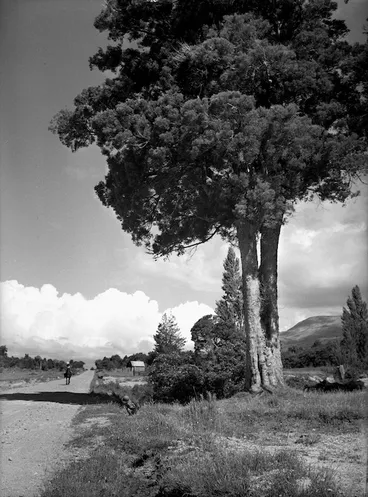 Image: Totara tree on the side of the road to Taupo
