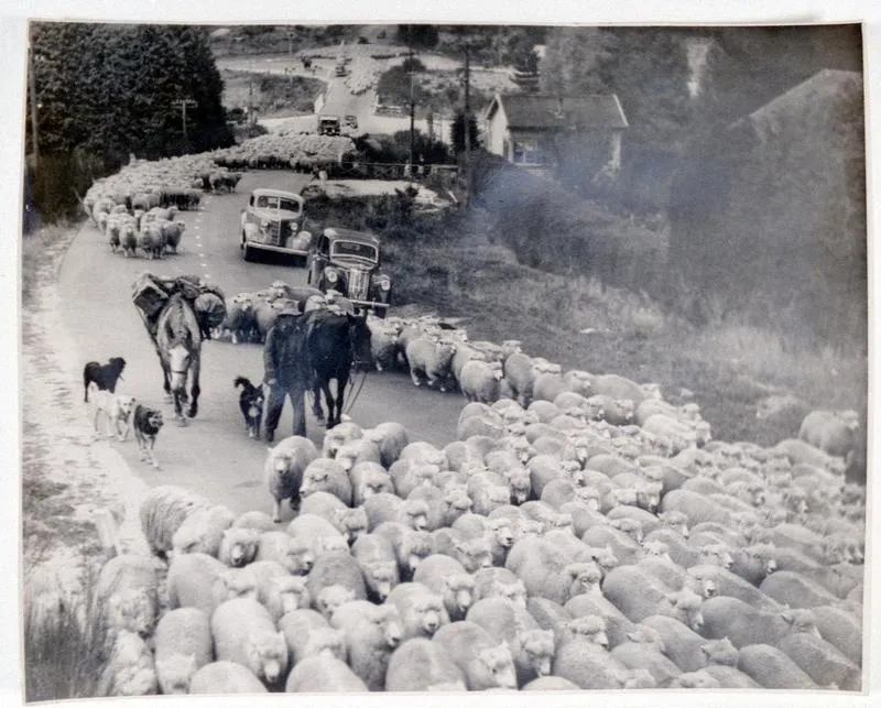 Droving part of mob of 45,000