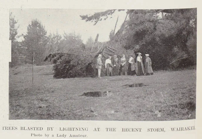 Trees blasted by lightning at the recent storm, Wairakei