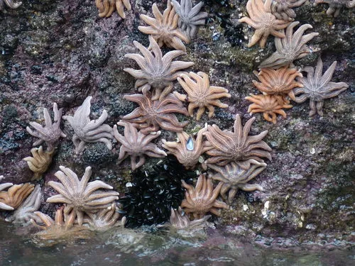 Reef Starfish