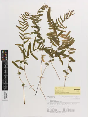 Blechnum zeelandicum