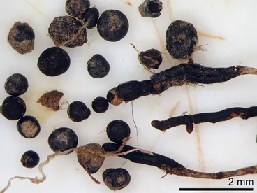 Image: Cenococcum geophilum