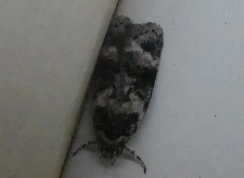 Izatha phaeoptila