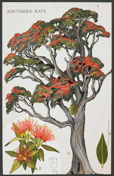 Image: Watercolour illustration of southern rata (Metrosideros umbellata), Plate 6 in 'New Zealand Native Trees'.