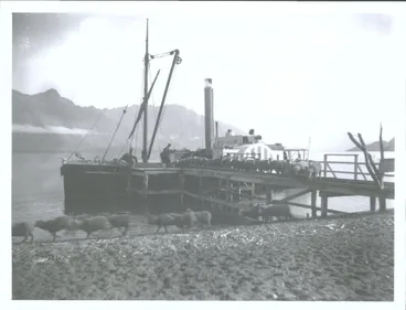 Image: "Antrim" discharging sheep beside Lake Wakatipu