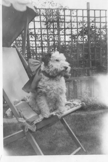 Image: Dog with bow on deck chair, Babbacombe 1938