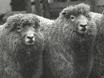 Waiorongomai - Waters of Repute