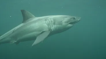 Image: White Shark