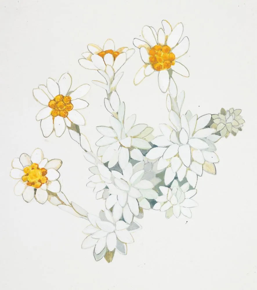 Watercolour illustration of the North Island edelweiss (Leucogenes leontopodium), published on page 48 of 'Mountain Flowers in New Zealand'.