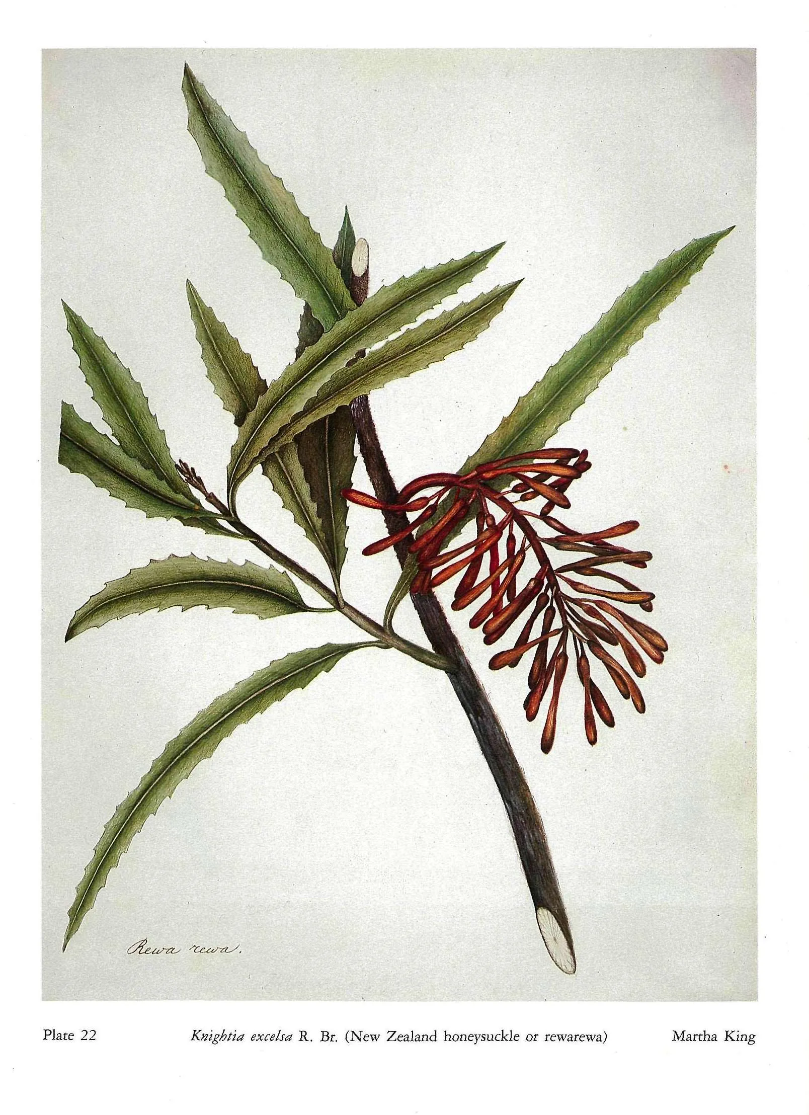 Plate 22 Knightia excelsa R. Br. (New Zealand honeysuckle or rewarewa) Martha King