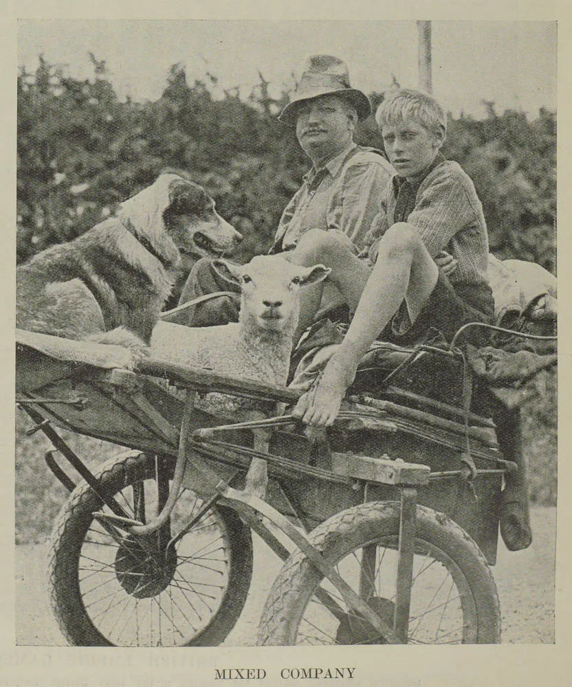 Waikato drover follows his flock in a rubber-tyred sulky