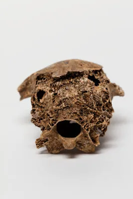 Anomalopteryx didiformis - Little Bush Moa