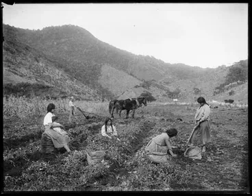 Harvesting kūmara Image: Harvesting kūmara
