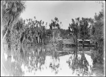 Image: Cabbage Tree Swamp, Sandringham