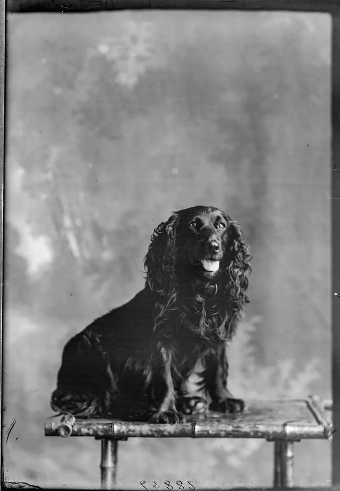 Thompson's dog, 1911