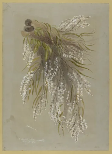 Image: Harris, Emily Cumming, 1837-1925: Earina autumnalis ;N.Z. orchid / E C Harris [189-?]