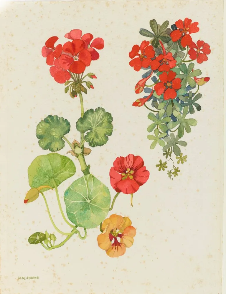 Watercolour illustration of the geranium (Geraniaceae) and nasturtium (Tropaeolaceae) family flowers, Plate 8 from 'Wild Flowers in New Zealand'