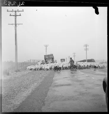 Image: Droving sheep on a highway, Wairarapa