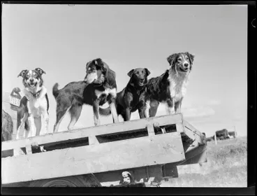 Image: Dogs on a ute, Rotorua, 1950