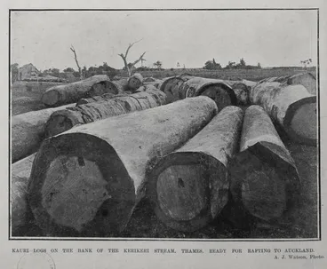 Image: KAURI LOGS ON THE BANK OF THE KERIKERI STREAM, THAMES, READY FOR RAFTING TO AUCKLAND