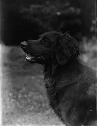 Image: [Portrait of a dog]